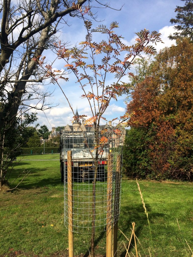 Tree planting