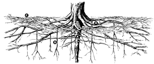Tree Roots and De-Compaction