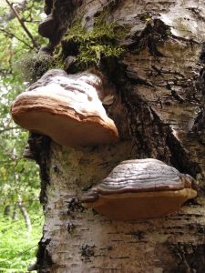 Fungi on Birch