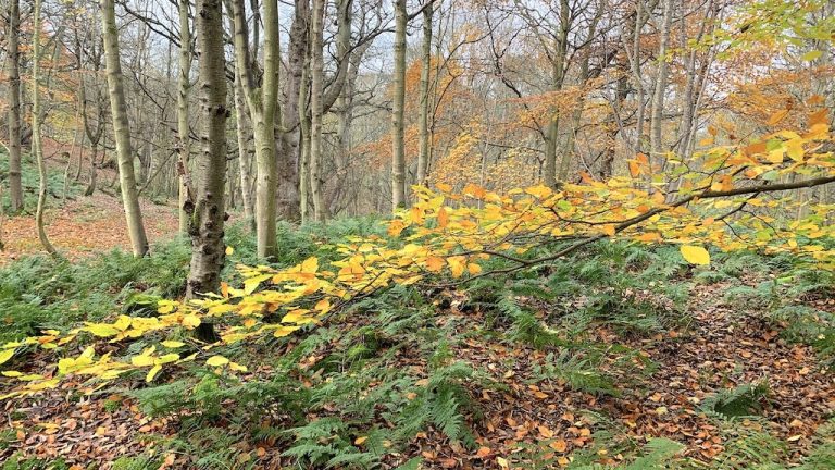 Autumn leaves in forest