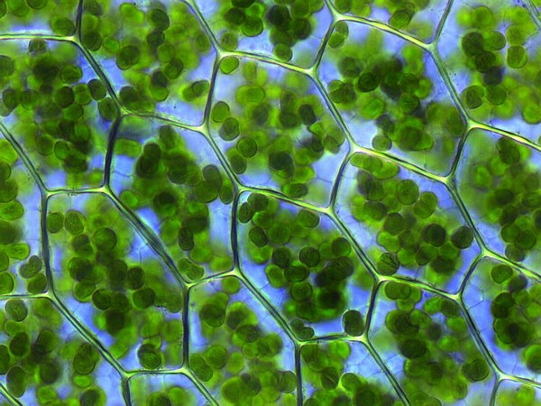 Chlorophyll cells under magnification en.wikipedia.org/wiki/Chlorophyll.jpeg
