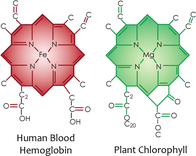 Comparison of haemoglobin and chlorophyll www.pngkit.com/downpic/u2w7u2u2t4e6o0e6_red-blood-cell-structure-of-chlorophyll-and-haemoglobin/.png