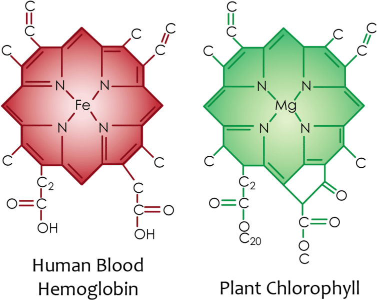 www.pngkit.com/downpic/u2w7u2u2t4e6o0e6_red-blood-cell-structure-of-chlorophyll-and-haemoglobin/.png