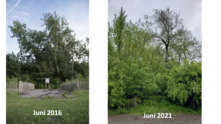 Miyawaki forest in the Netherlands, before and after photos