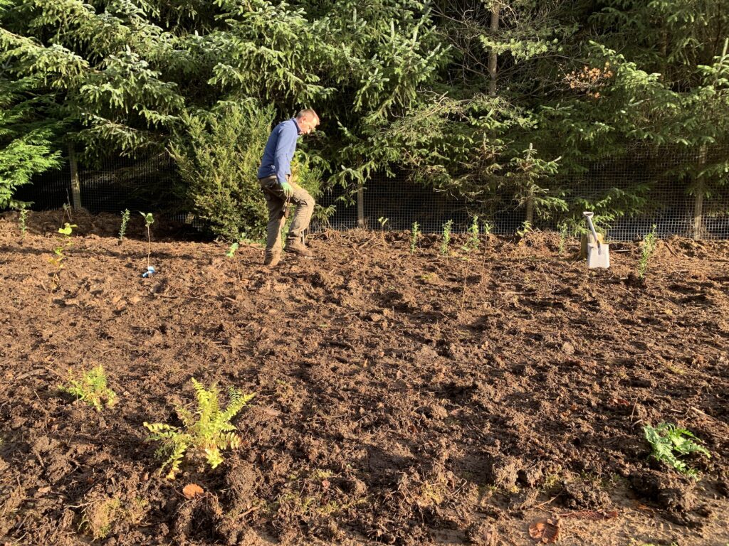 Wee Forest, planting through the mulch