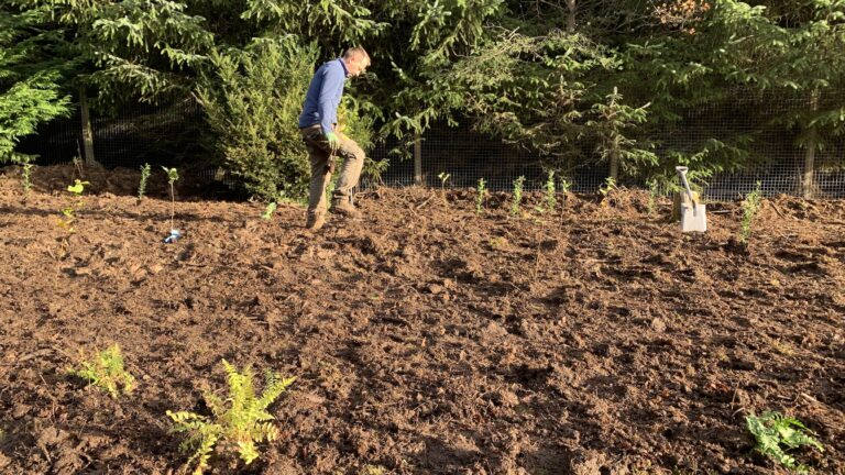 Wee Forest, planting through the mulch