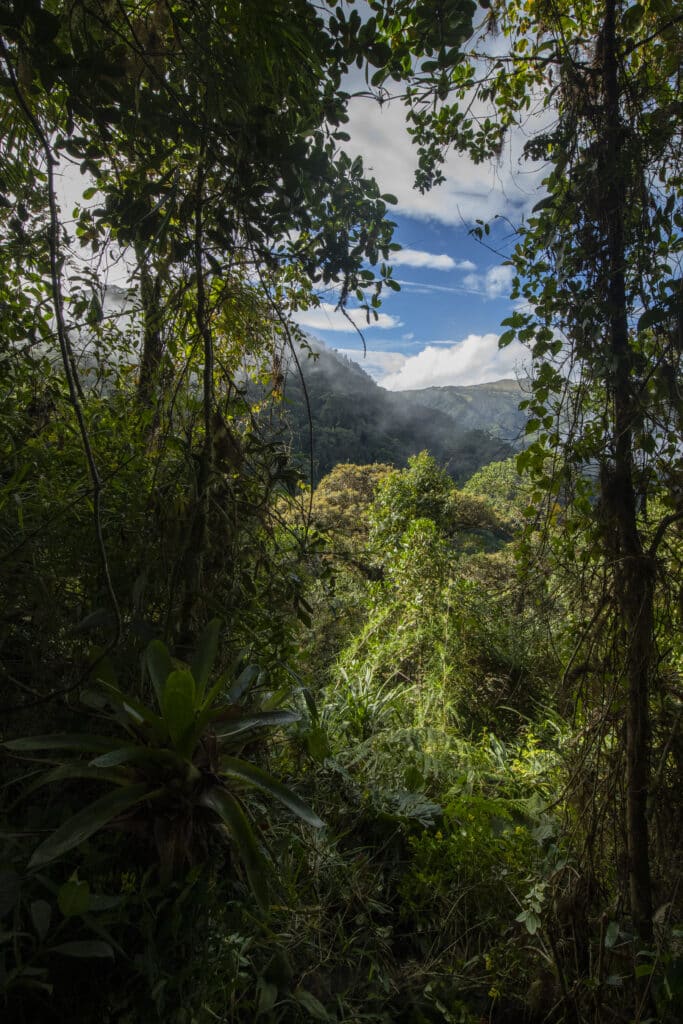 Mountain view from the rainforest