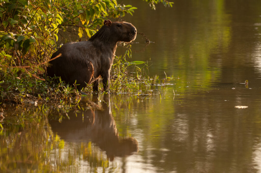 Capybara in water