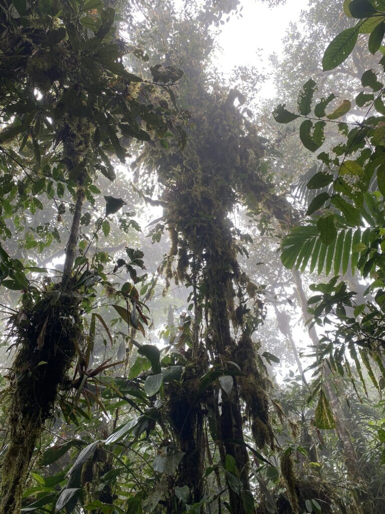 Looking up at tropical rainforest